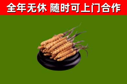 黟市回收冬虫夏草